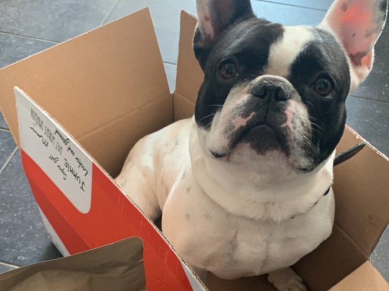 Franse bulldog heeft minder last