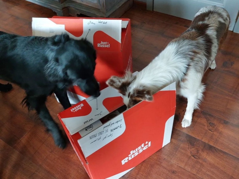 Twee honden snuffelen in Just Russel doos