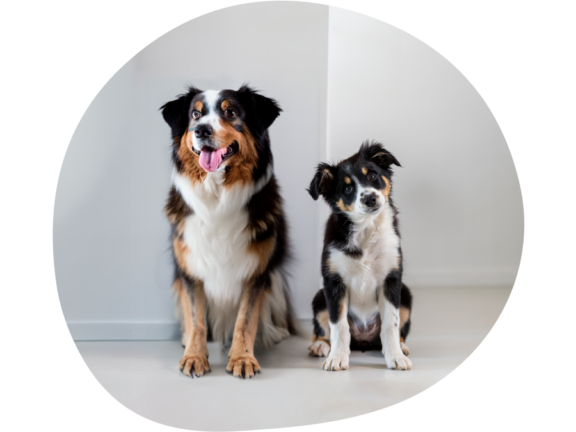 volwassen en puppy hond naast elkaar