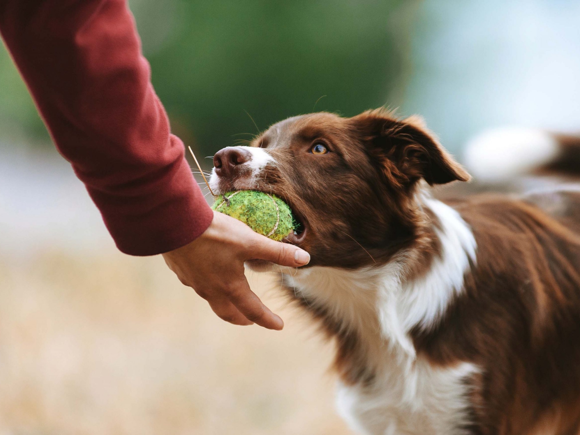 bruine border collie krijgt training op hondenschool