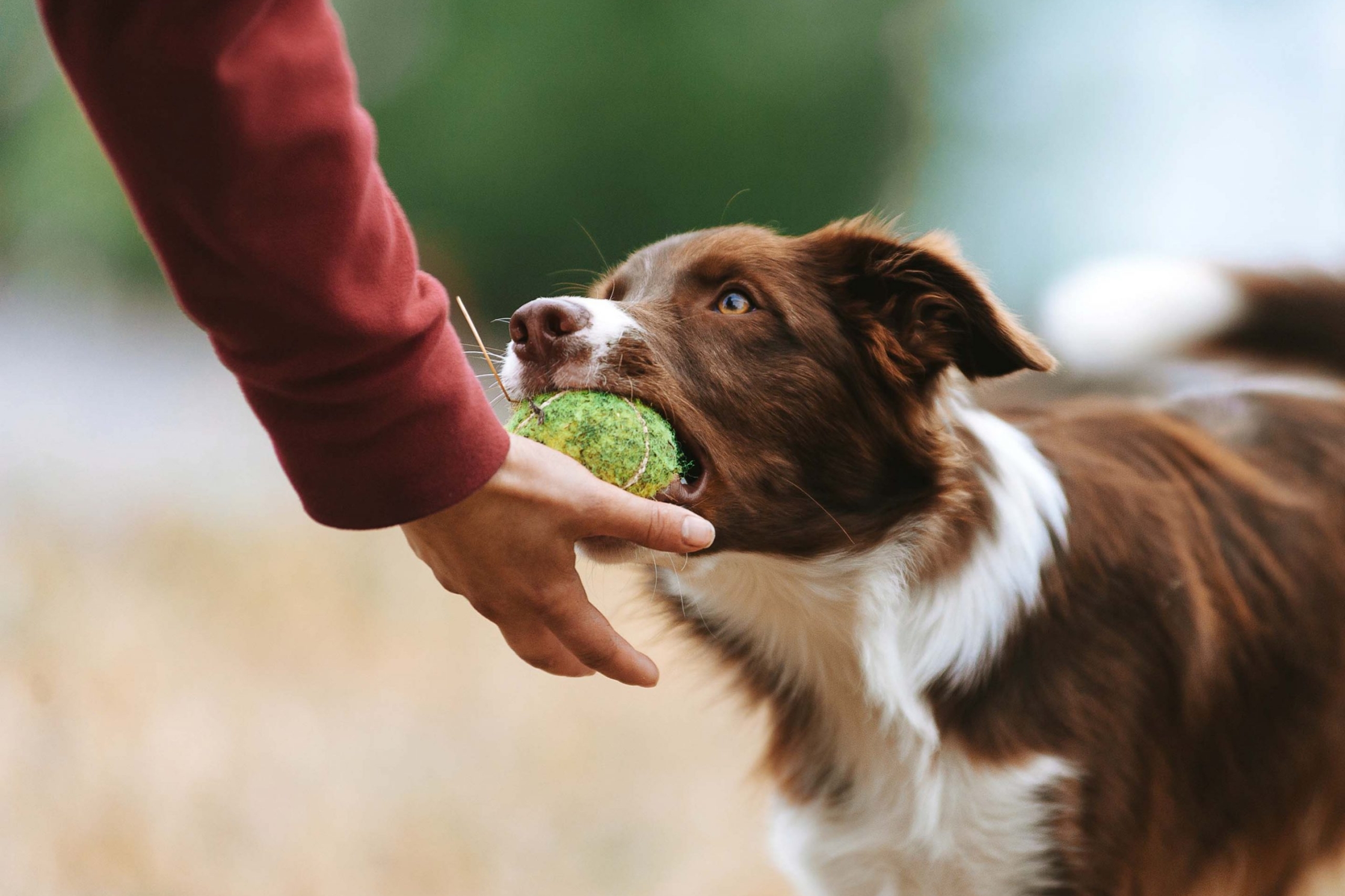 bruine border collie krijgt training op hondenschool