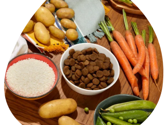 gezonde en verse of natuurlijke ingrediënten die in hondenvoeding zitten