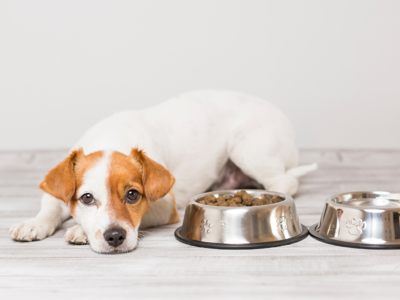 hond wilt brokken niet eten