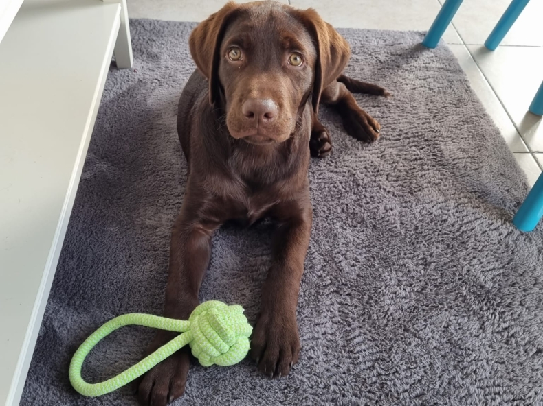 Labrador is verzot op speeltje