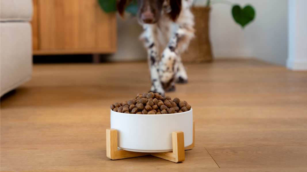 Schüssel mit Stückchen auf Parkettboden mit Hund im Hintergrund