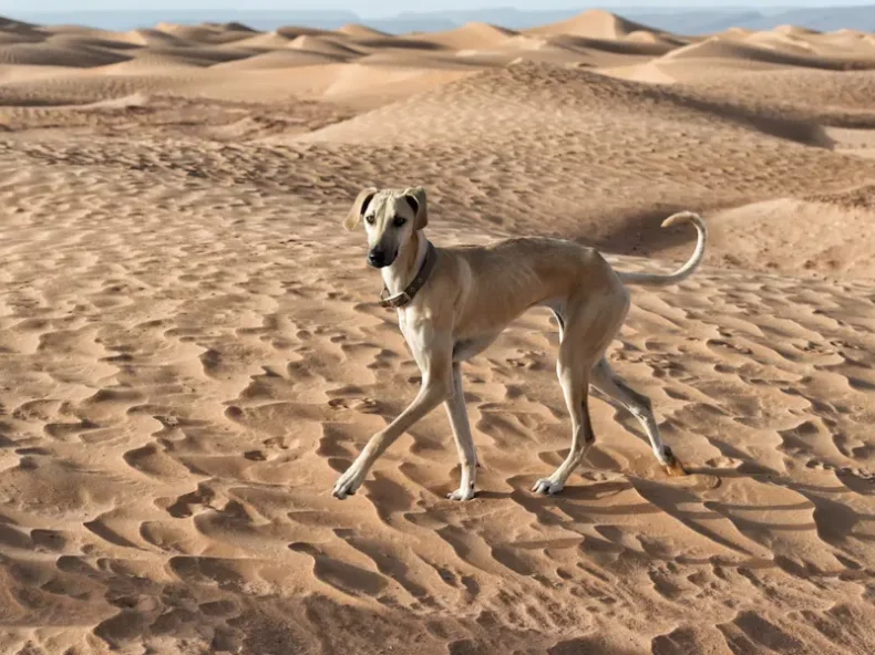 Chien de type lévrier, élancé et élégant, marchant dans les vastes dunes de sable sous un ciel dégagé, symbolisant la liberté et l'aventure en milieu désertique.