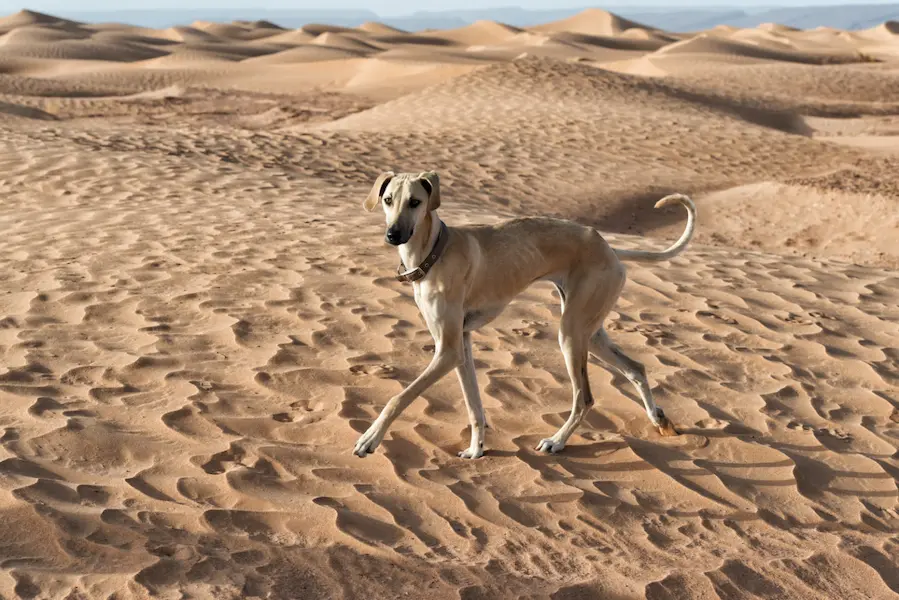 Chien de type lévrier, élancé et élégant, marchant dans les vastes dunes de sable sous un ciel dégagé, symbolisant la liberté et l'aventure en milieu désertique.