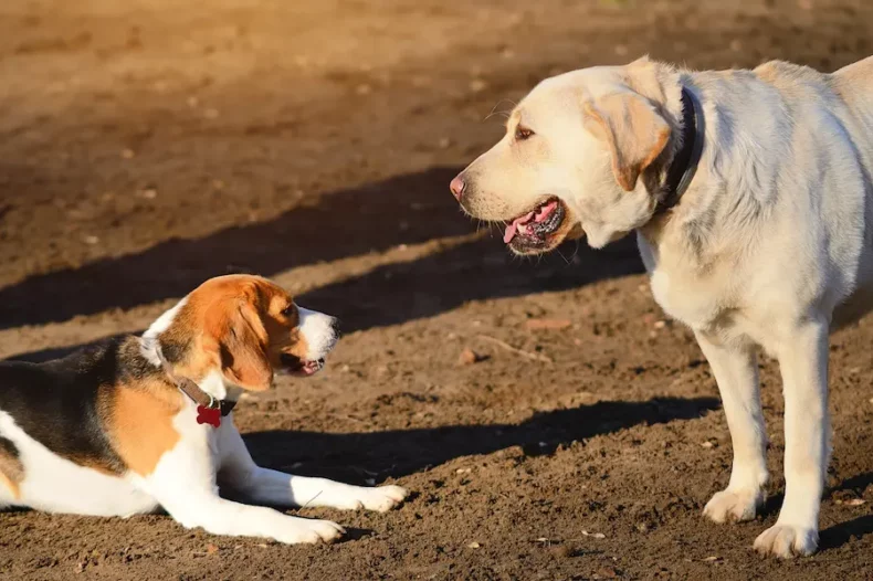 Un labrador qui regarde un beagle dans un champ de terre