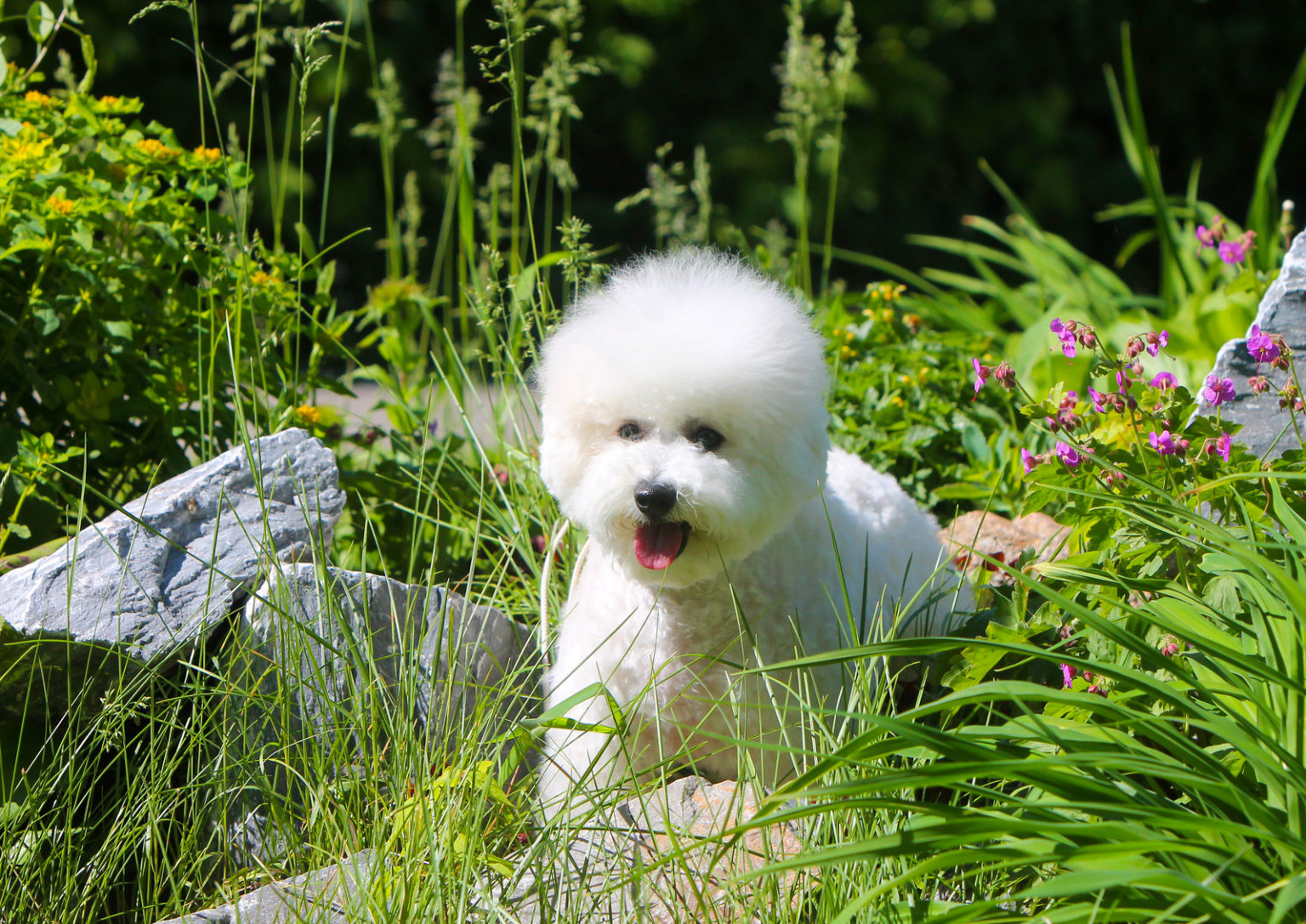 Un chien profite du soleil au milieu des fleurs et de l'herbe