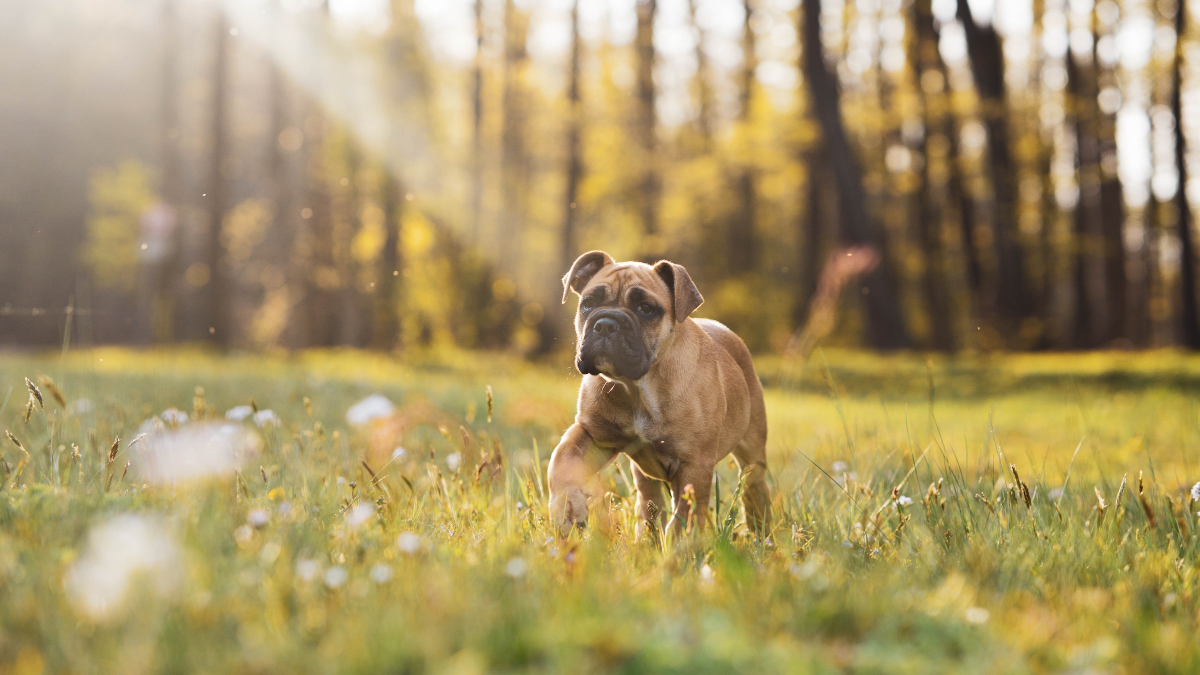 Un Boxer se balade dans un pré