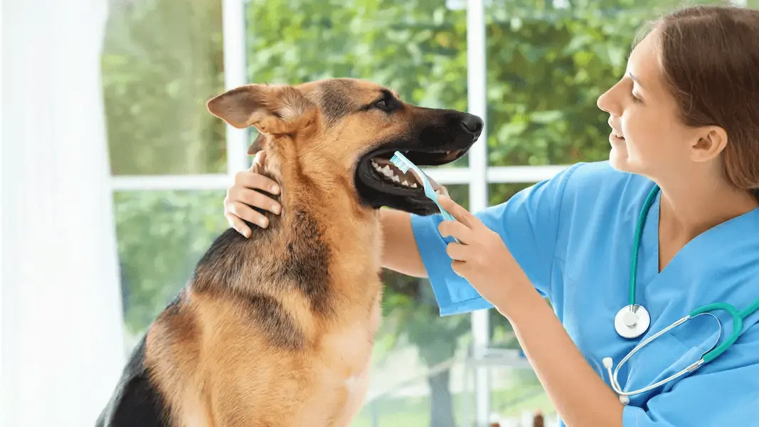 Vétérinaire qui brosse les dents d'un chien