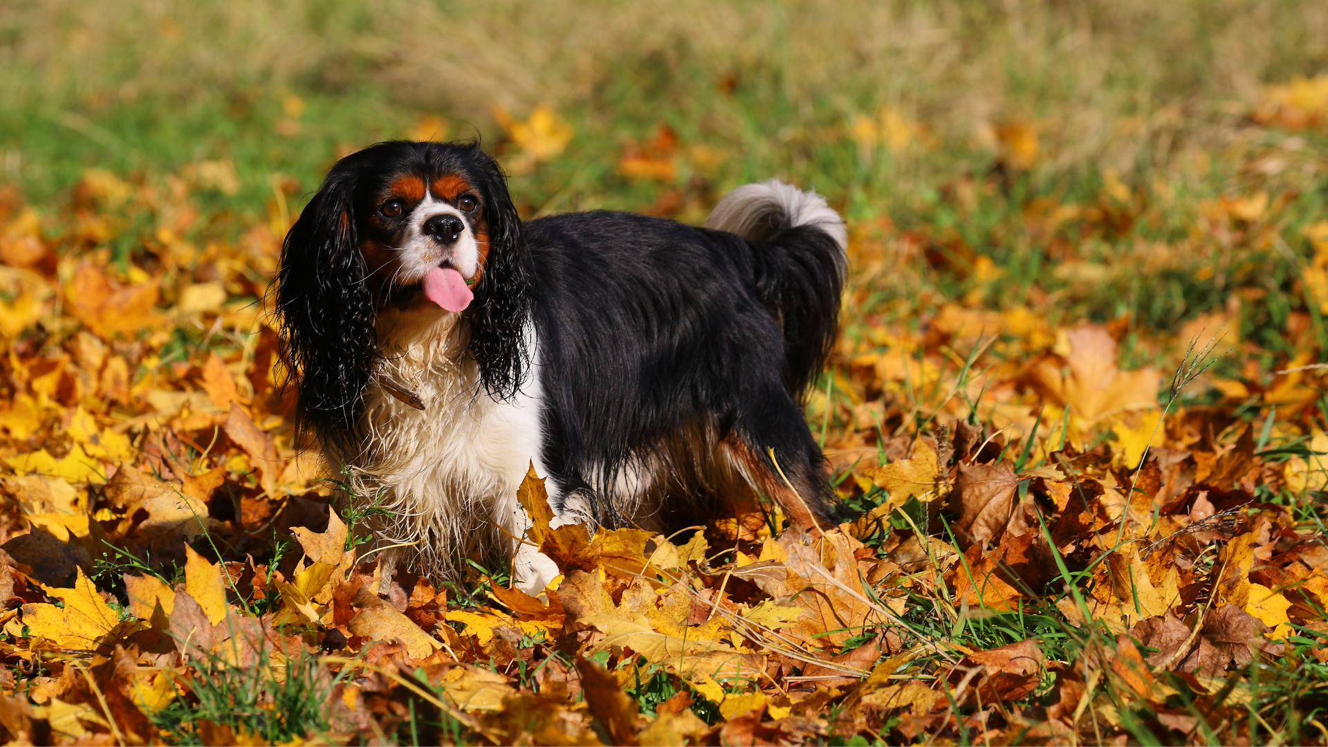 Cavalier King Charles sur un tas de feuille