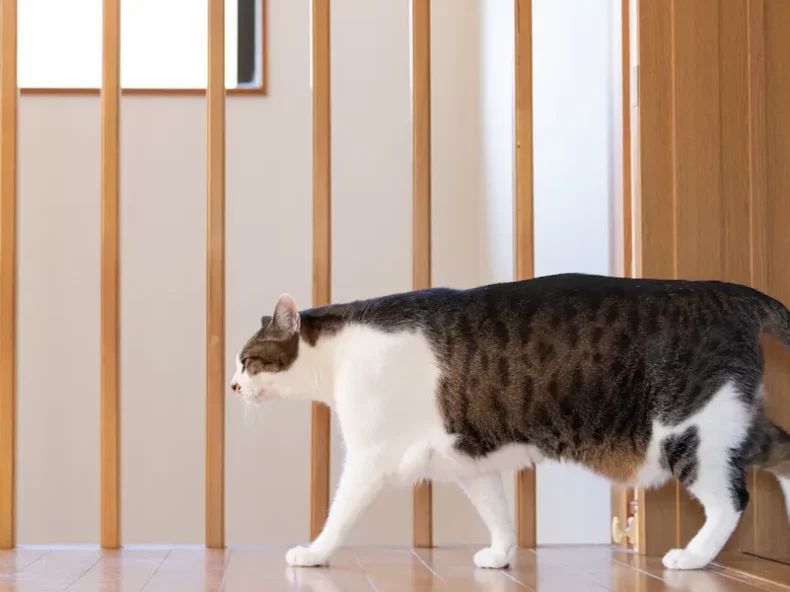 Chat qui marche dans une direction a côté d'un escalier