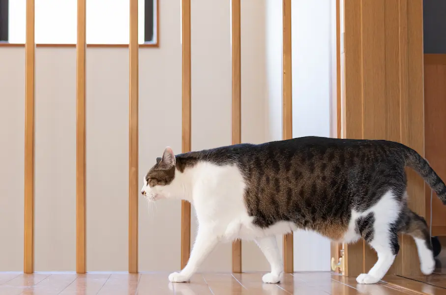 Chat qui marche dans une direction a côté d'un escalier