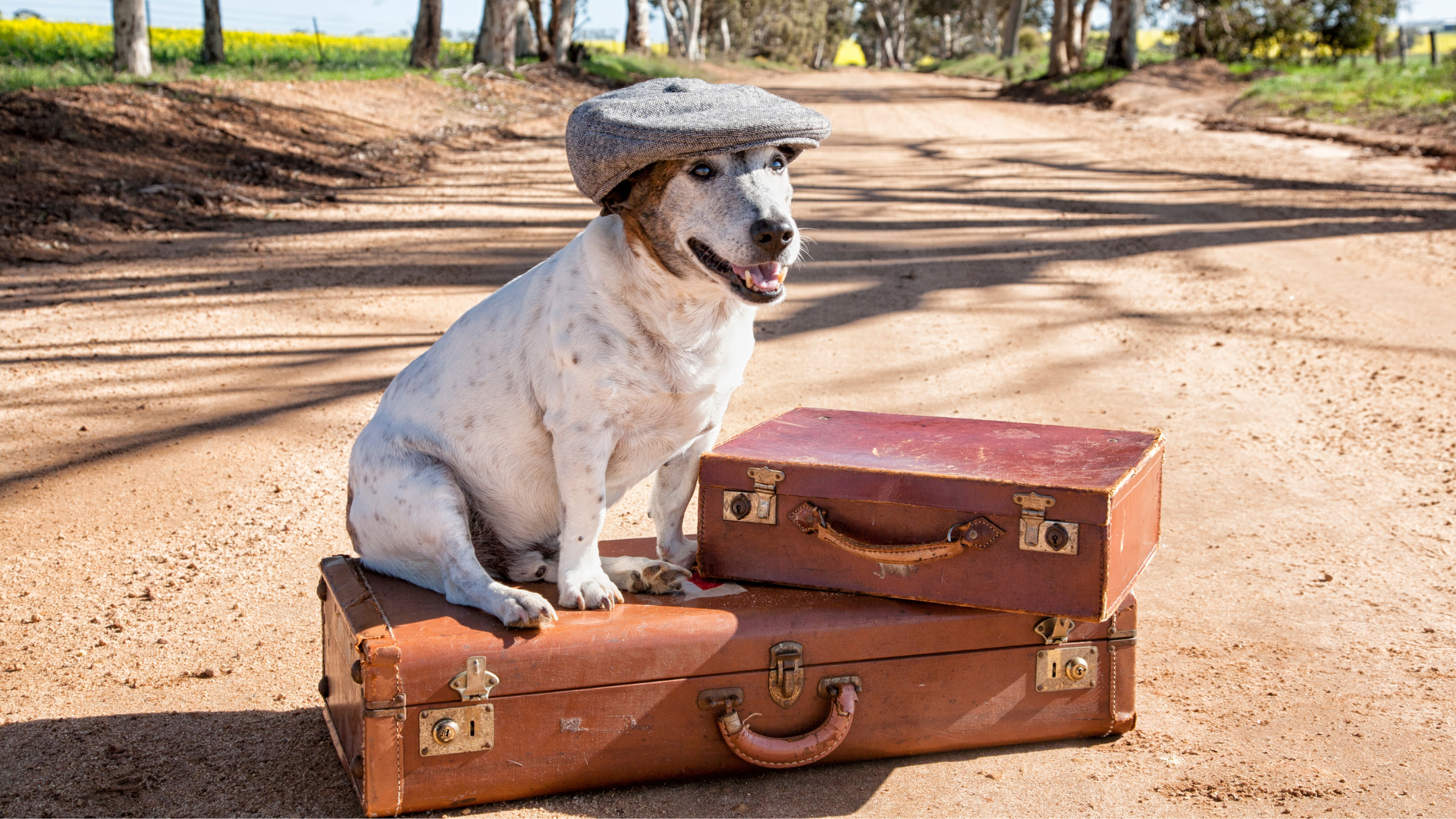 Chien qui part en voyage