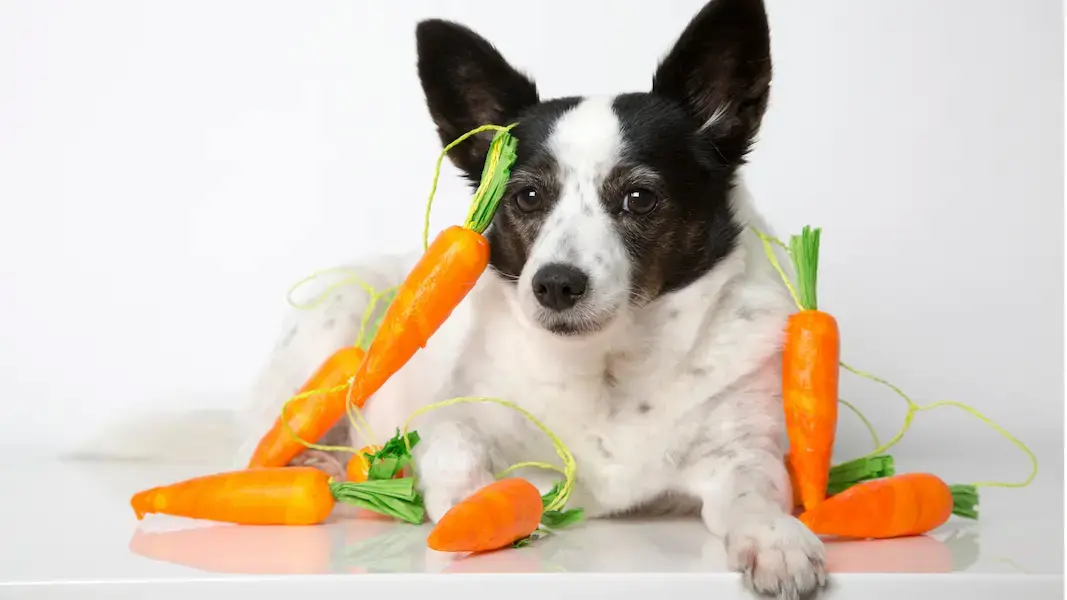 Chien couché au milieu de carotte