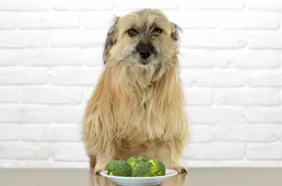 Chien devant un plat de brocoli