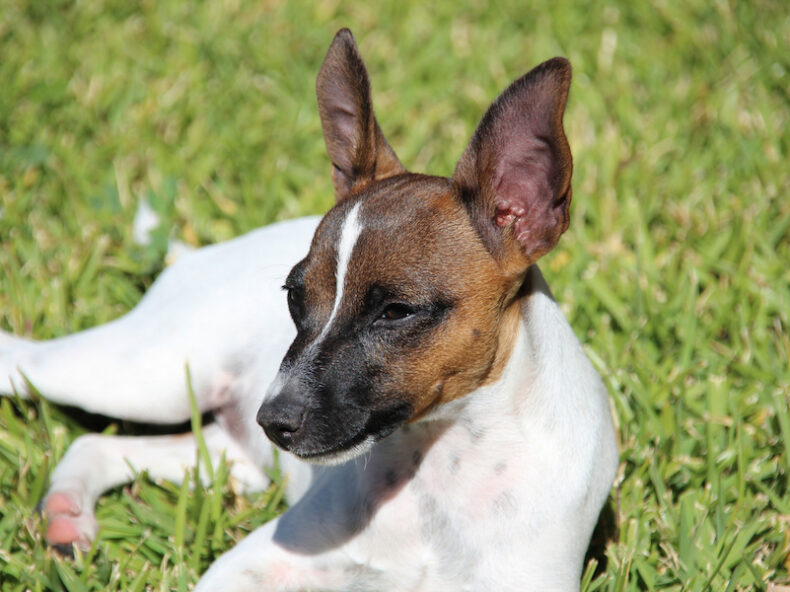 Chien stérilisé couché dans l'herbe