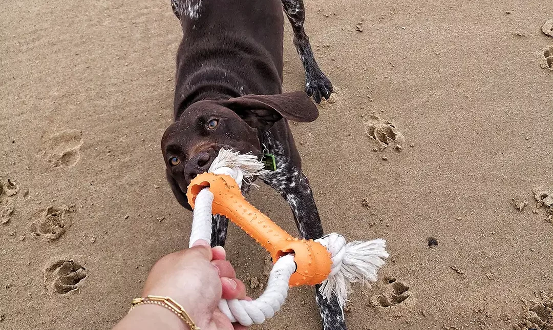 Chien qui tire son jouet à la plage