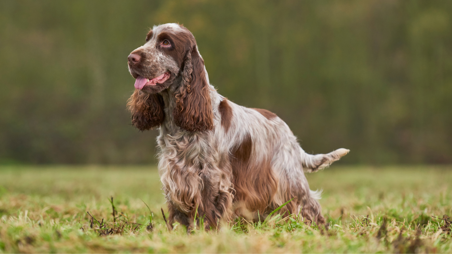 Un cocker se balade