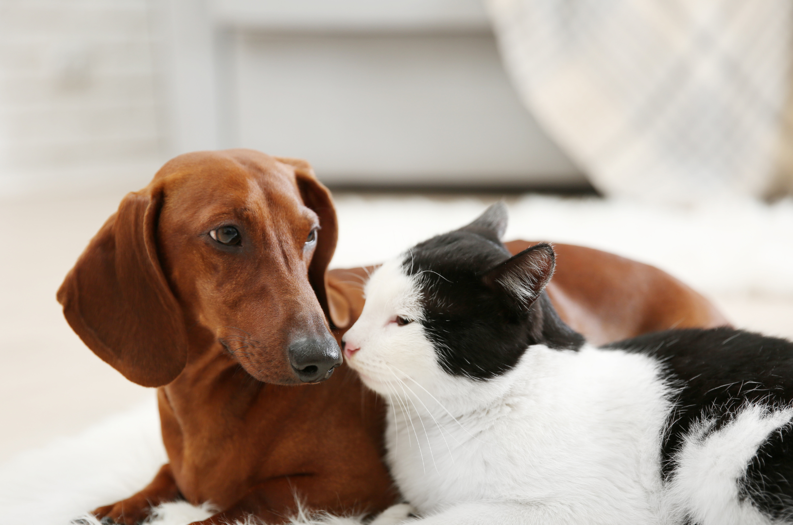 Teckel et chat couchés côte à côte