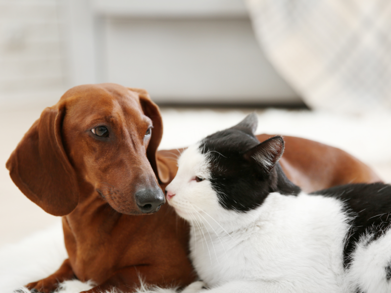 Teckel et chat couchés côte à côte