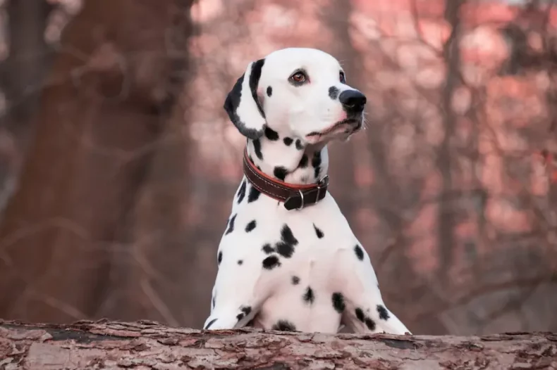 Dalmatien appuyé sur ses pattes avant contre un tronc d'arbre dans les bois.