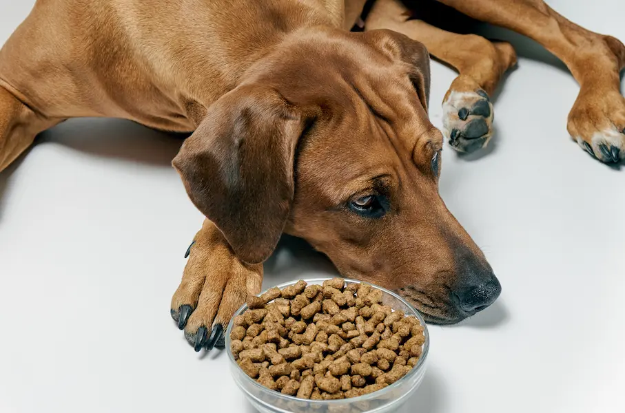 Chien qui refuse de manger