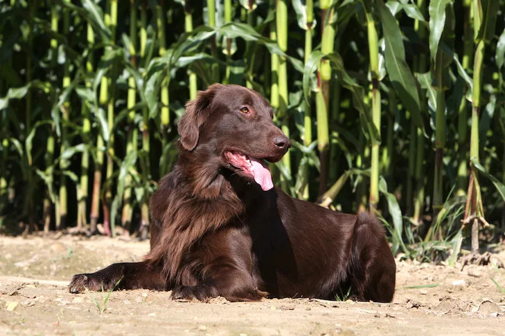 Chien coup de chaleur