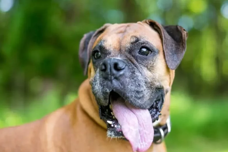 Un chien boxer halète joyeusement dans l'herbe, sa langue pendante, profitant d'une journée ensoleillée.