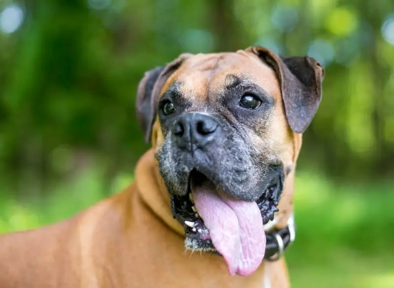 Un chien boxer halète joyeusement dans l'herbe, sa langue pendante, profitant d'une journée ensoleillée.