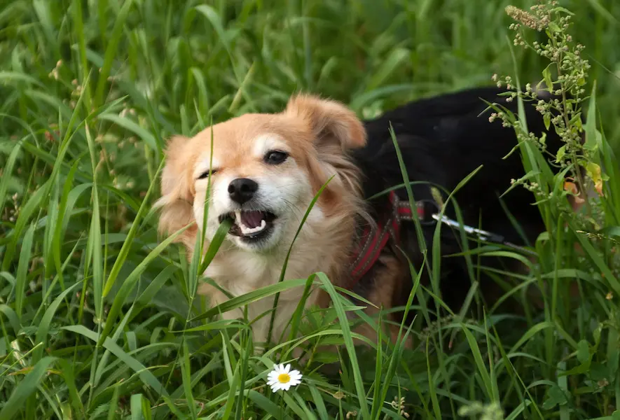 Un petit chien beige et noir mange de l'herbe dans un champ verdoyant, entouré de hautes herbes et de quelques fleurs sauvages.