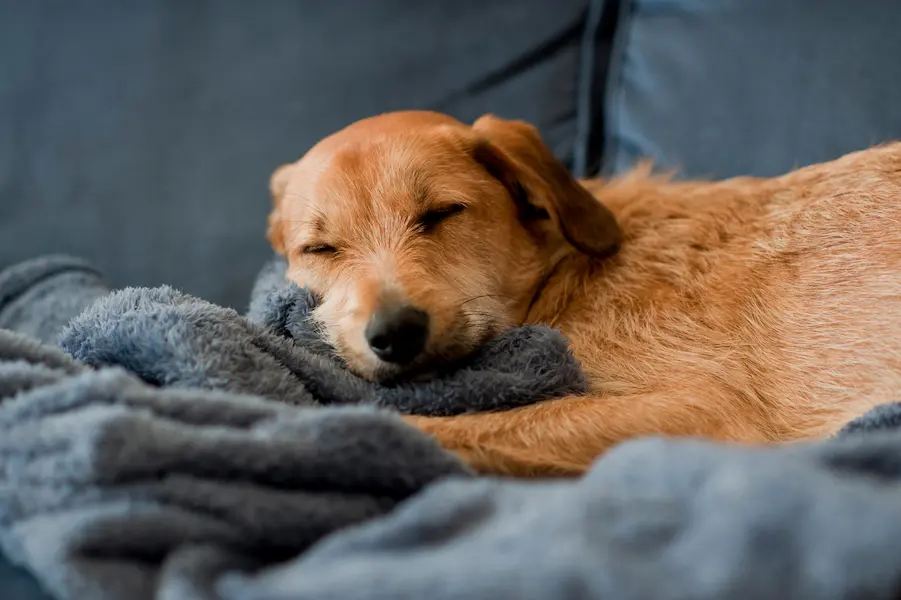 Petit chien marron endormi confortablement sur une couverture douce grise, dans un canapé