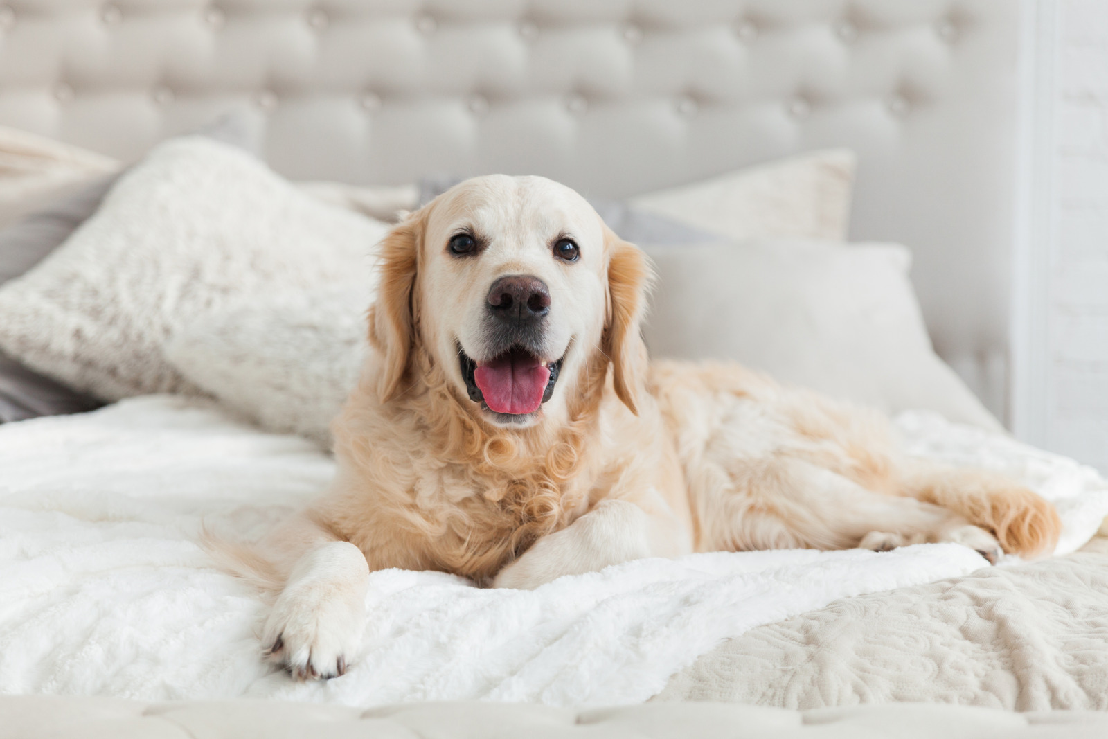 Golden retriever dans un hôtel se trouve sur un lit luxueux