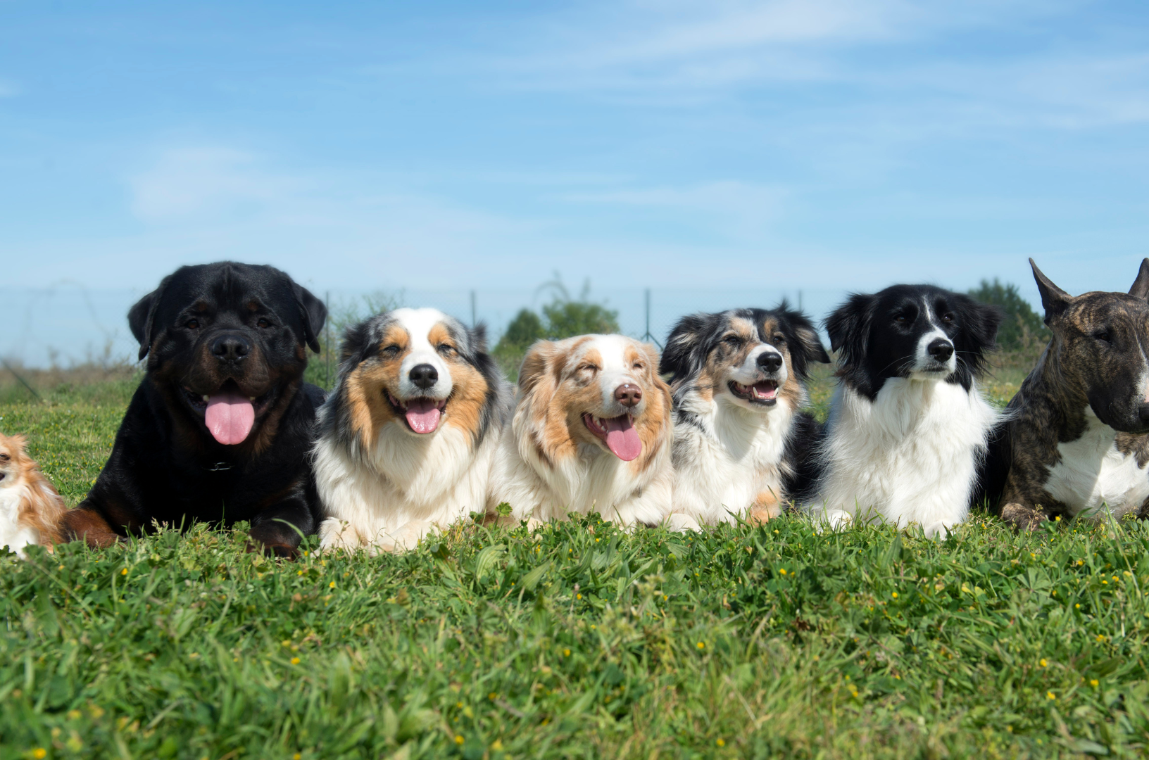 Un Rottweiler, un Berger Australien, un Chihuahua et un Bbull Terrier posent pour une photo couchés les uns à côté des autres