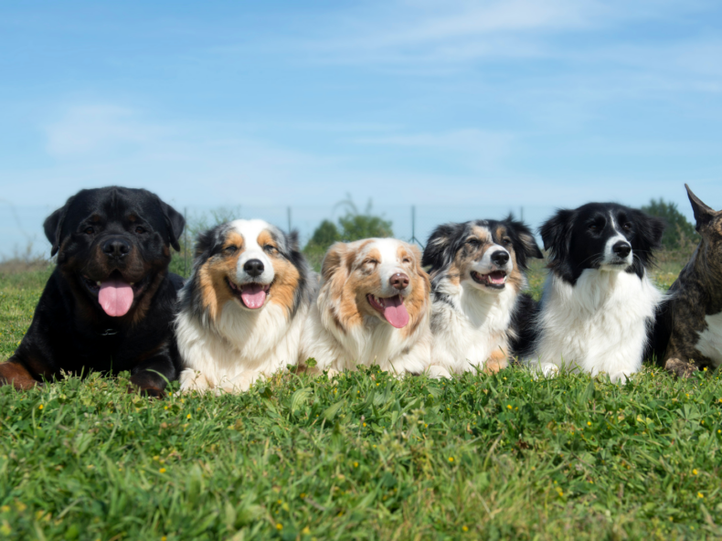 Un Rottweiler, un Berger Australien, un Chihuahua et un Bbull Terrier posent pour une photo couchés les uns à côté des autres