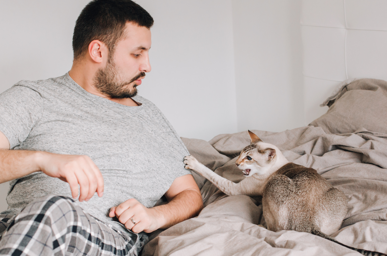 Un chat en colère feule et attrape le tee-shirt de son propriétaire avec ses griffes