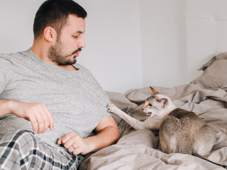 Un chat en colère feule et attrape le tee-shirt de son propriétaire avec ses griffes