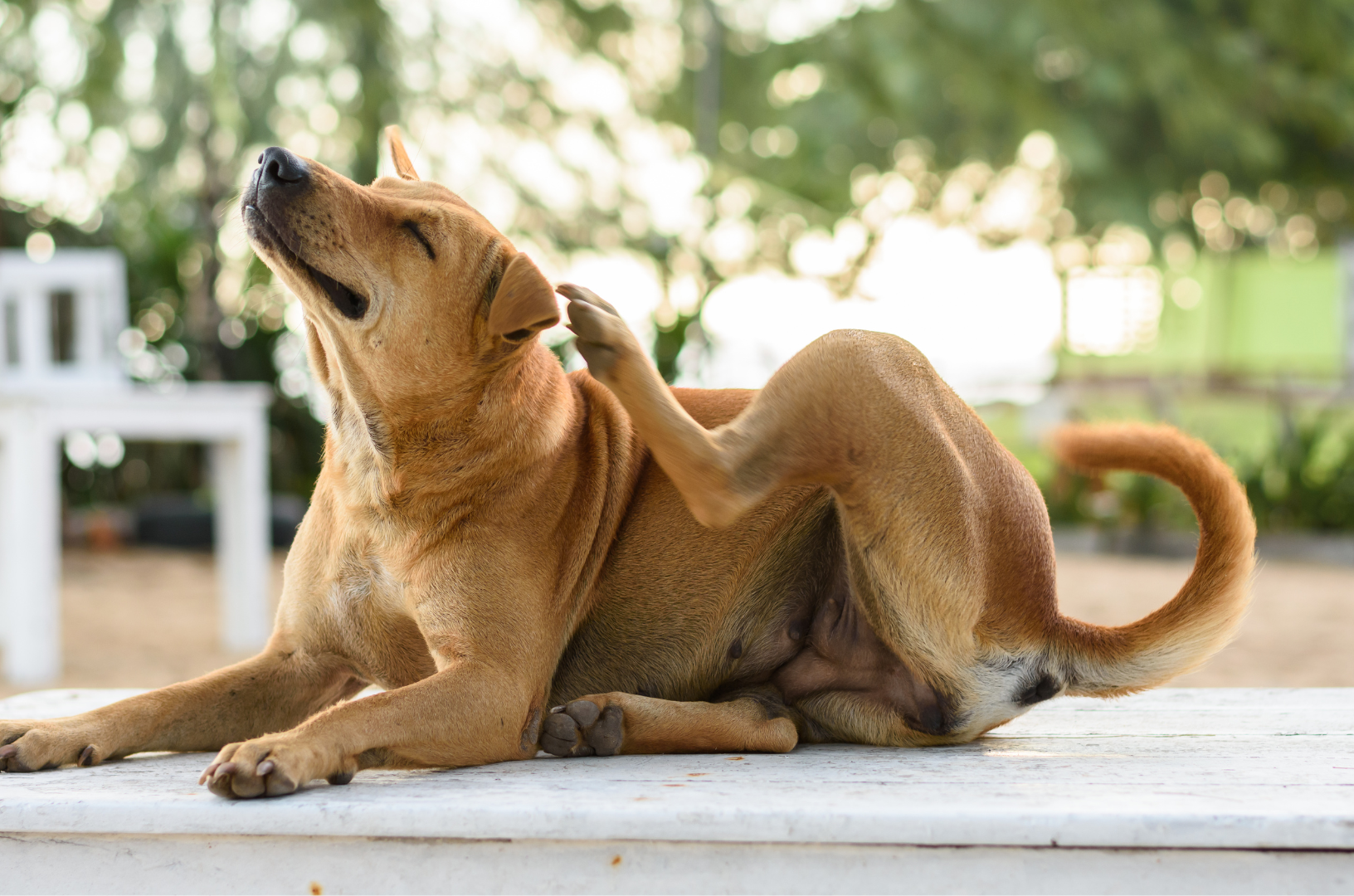 Un chien avec des démangeaisons se gratte l'oreille avec sa patte arrière