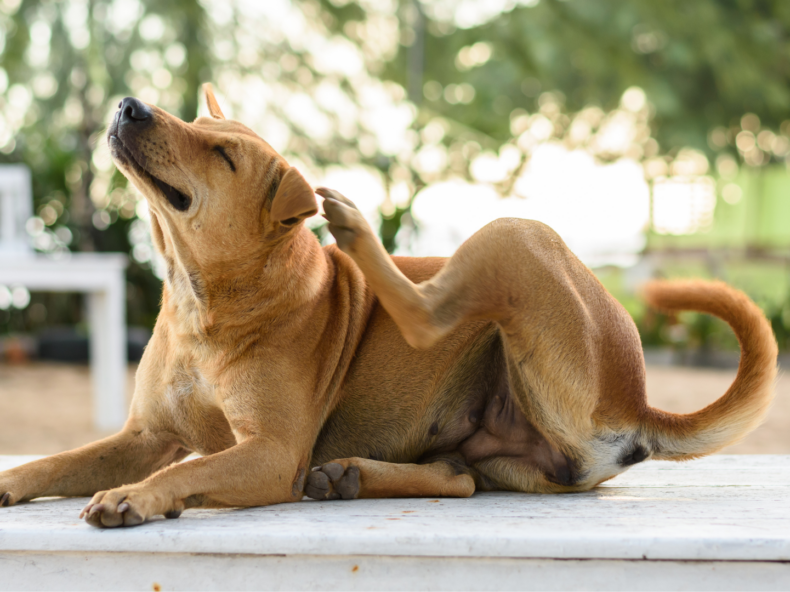 Un chien avec des démangeaisons se gratte l'oreille avec sa patte arrière