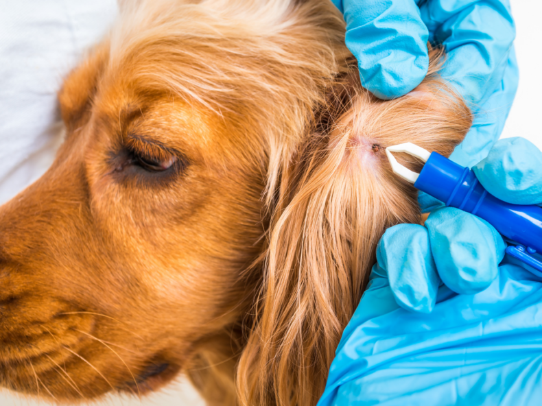 Durant une visite chez le vétérinaire, un chien se fait enlever une tique car il avait une bosse sur la peau