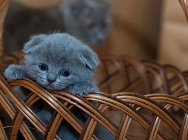 Un chaton dans un panier après avoir été adopté