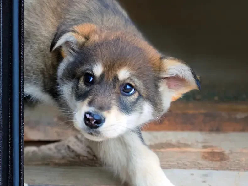 Un chiot anxieux se cache derrière le cadre d'une porte