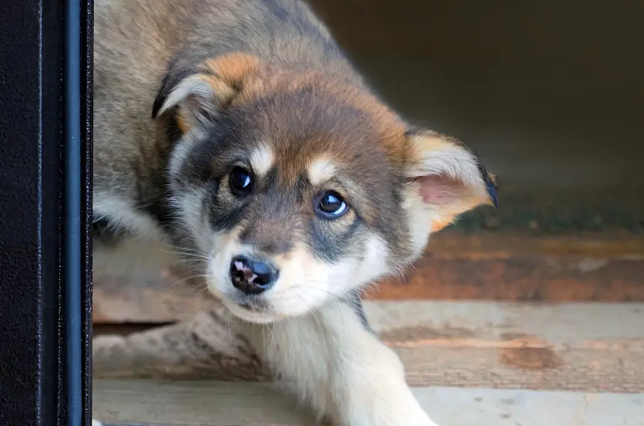 Un chiot anxieux se cache derrière le cadre d'une porte