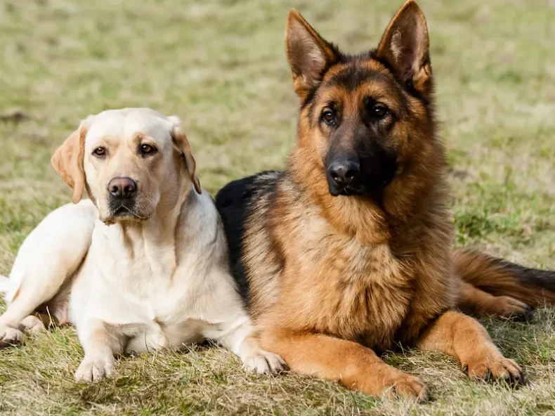 Un chien de compagnie et un chien de travail sont couchés l'un à côté de l'autre