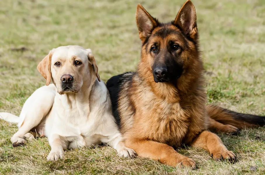 Un chien de compagnie et un chien de travail sont couchés l'un à côté de l'autre