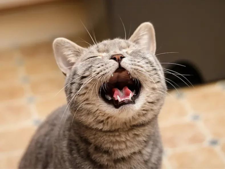 Un chat miaule durant la nuit