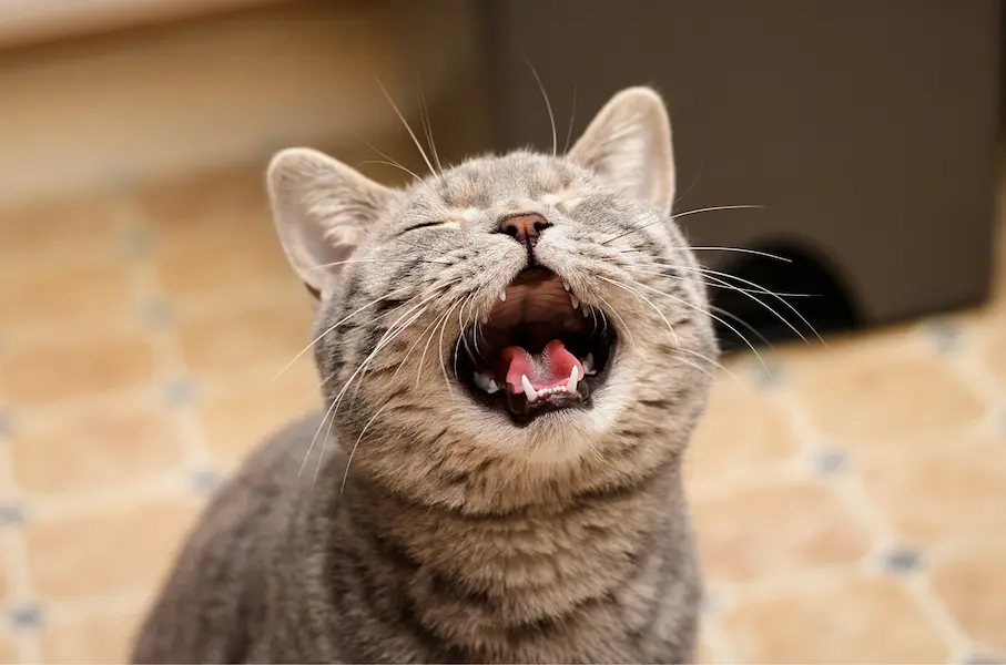 Un chat miaule durant la nuit