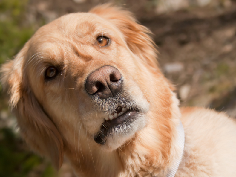 Un chien surpris fait une drôle de tête