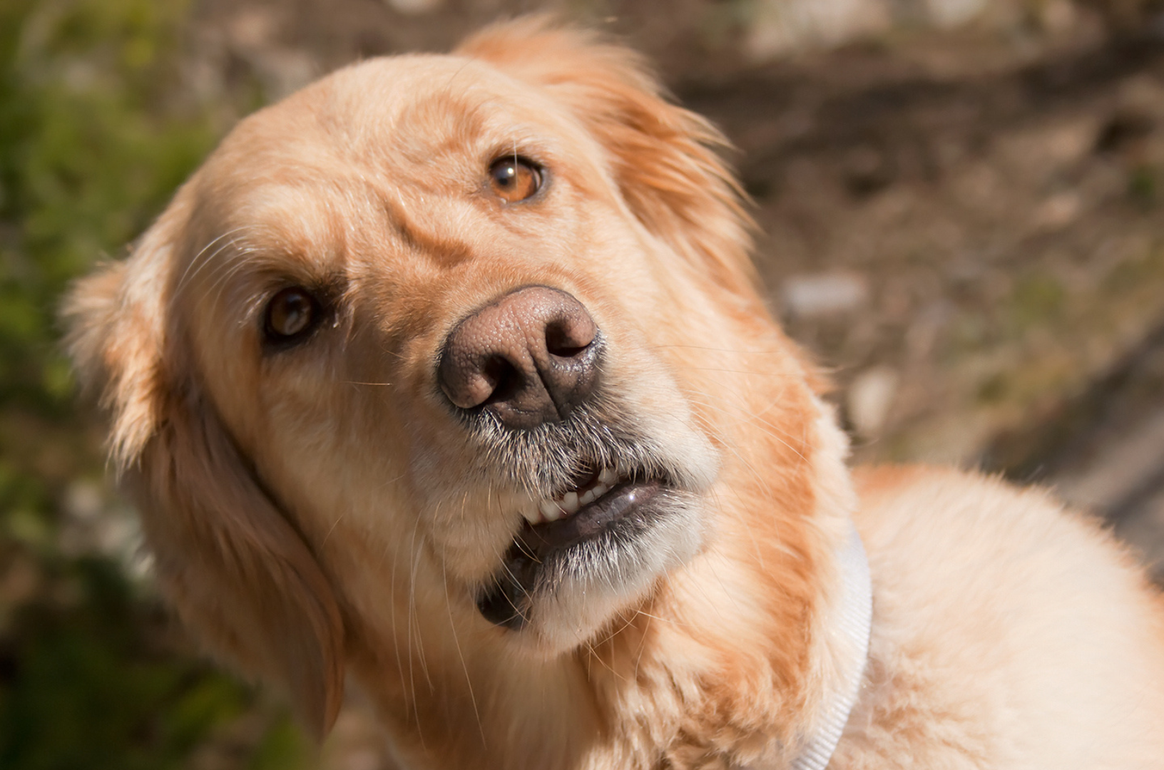 Un chien surpris fait une drôle de tête